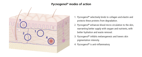 Y8 Solanox อาหารเสริม ต้านแก่ ลดฝ้าสิวผิวหมองคล้ำเรื้อรัง สารสกัด Tetra SOD , Pycnogenol พิกโนจีนอล