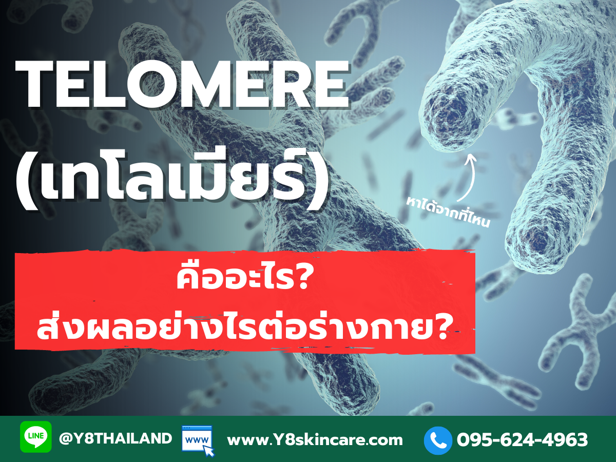 Telomere (เทโลเมีย) คืออะไร? ส่งผลอย่างไรต่อร่างกาย?